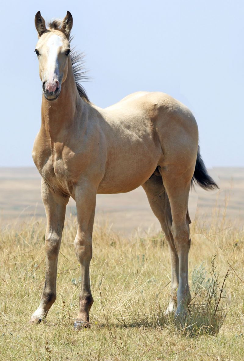 026 - Miss Cooper Tuff colt